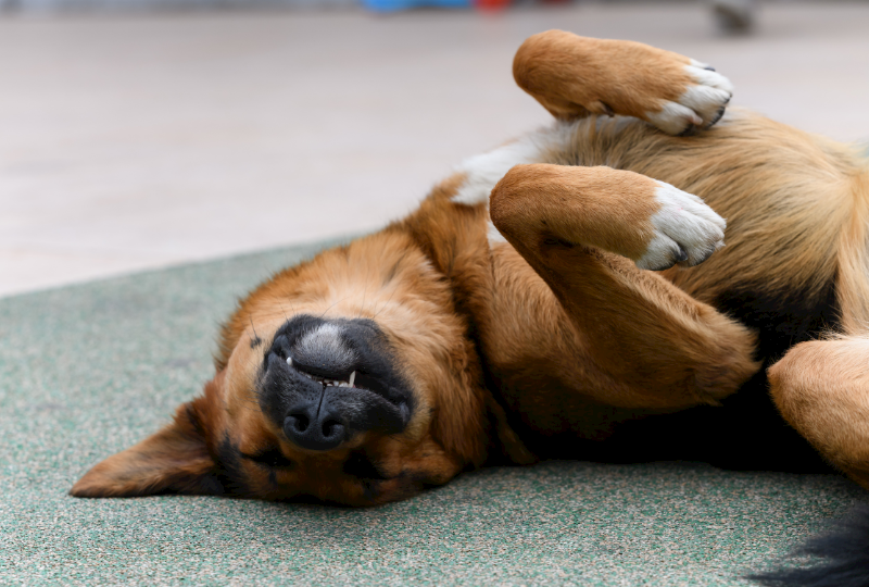 dog asleep on back